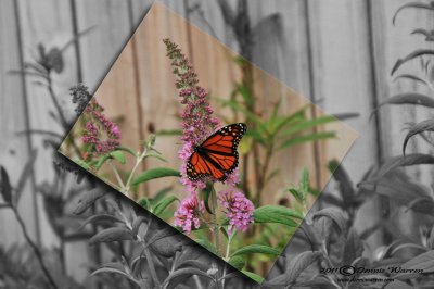Butterfly with movable border.jpg