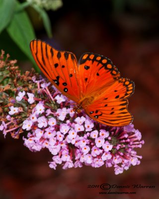 Butterfly _orange.jpg