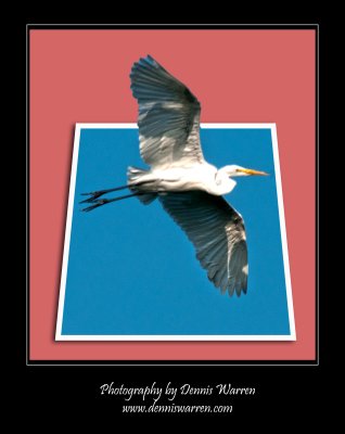 Egret breakout.jpg