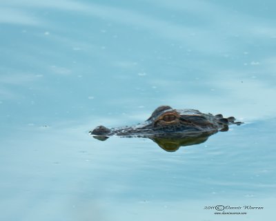 Baby Gator.jpg