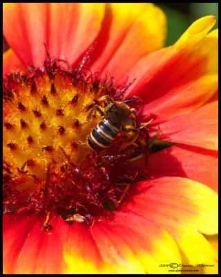 Flower with bee.jpg