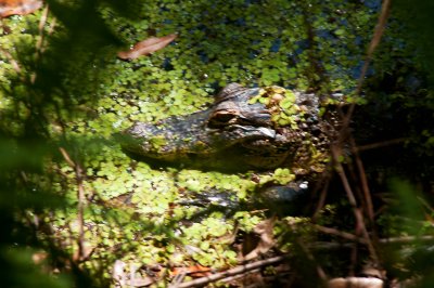 Baby gator.jpg
