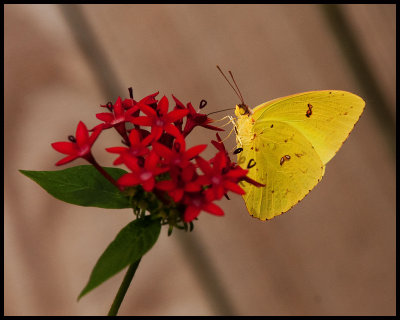 Yellow Butterfly.jpg