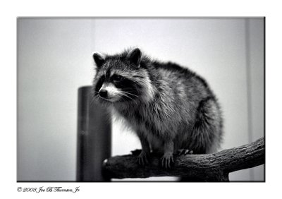 Racoon