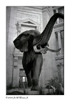 The 800 Pound Elephant