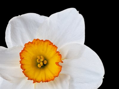Daffodil 1