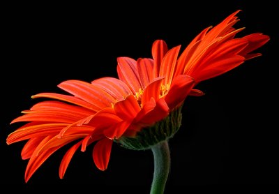 Orange Daisy