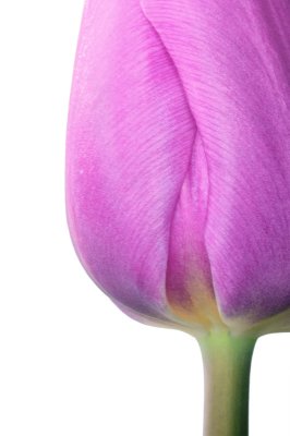 Pink Tulip
