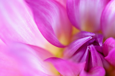 Soft Focus Dahlia
