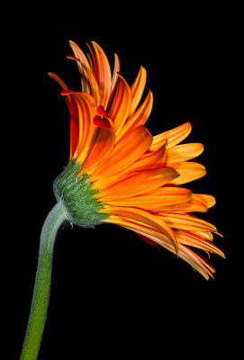 Daisy