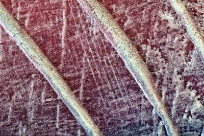 Fish Fin