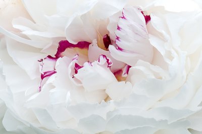 peony.jpg
