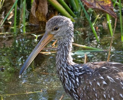 Limpkin  Up Close