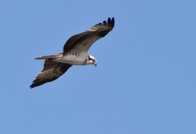 Osprey in Flight