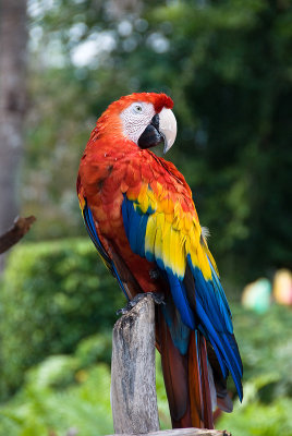 Scarlet Macaw