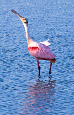 Spoonbill Looking Up