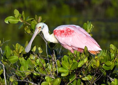 Spoonbill in Shrub