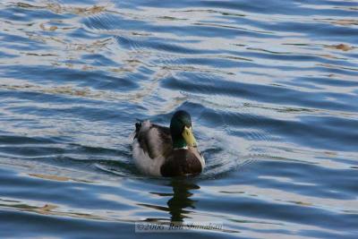 IMG_4378_20D.jpg