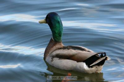 IMG_4384_20D.jpg