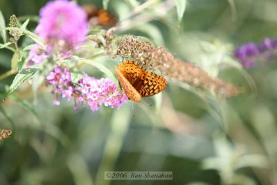IMG_0082_5D.jpg