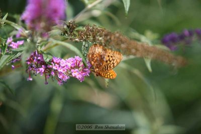 IMG_0083_5D.jpg