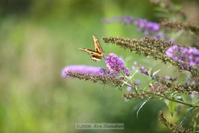 IMG_0092_5D.jpg