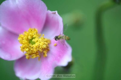 IMG_0106_5D.jpg