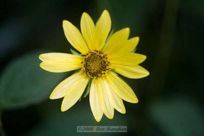 IMG_0118_5D.jpg