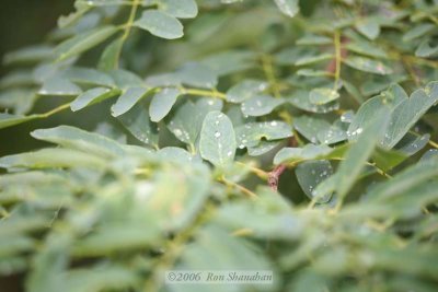 IMG_0120_5D.jpg