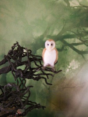 Barn Owl