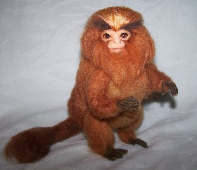 GOLDEN TAMARIN MONKEY