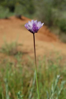 Daley Ranch 2006