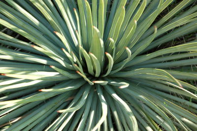 Daley Ranch 2006