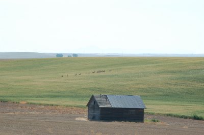 Antelope02.JPG