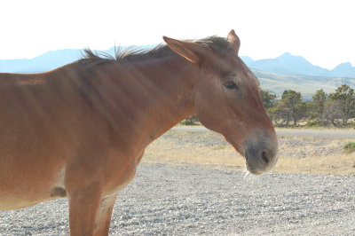 HorseInRoad.JPG