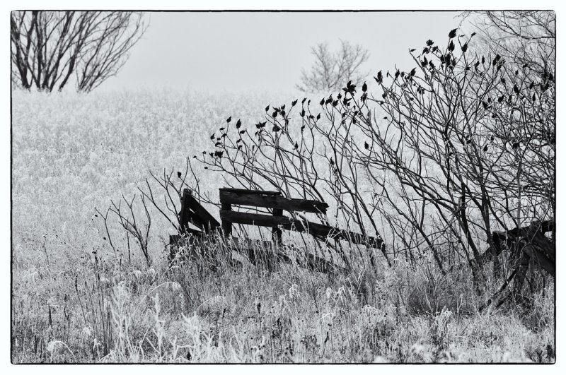 Frozen Fog