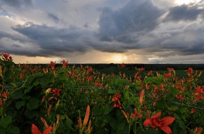 Lilies with Storm Clouds