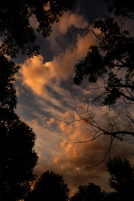 Sunset Clouds with Trees