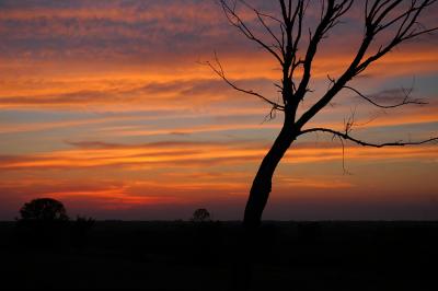 Bent Tree Sunset