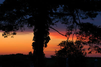 Sunset with Tree