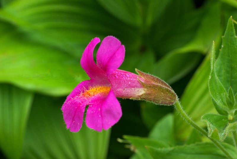 Mimulus lewisii