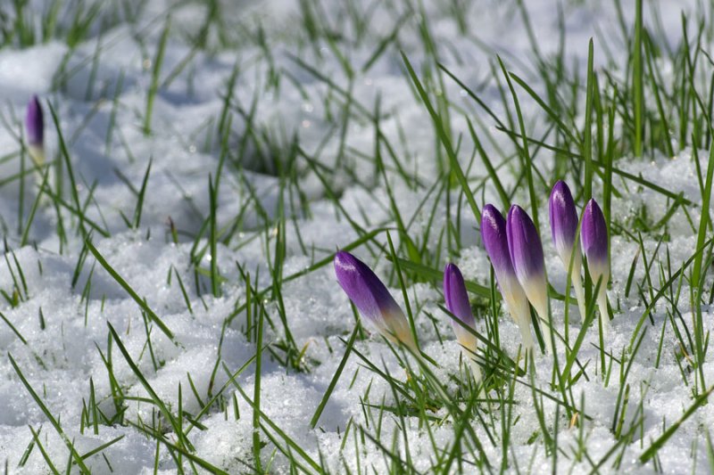Crocus tommasinianus