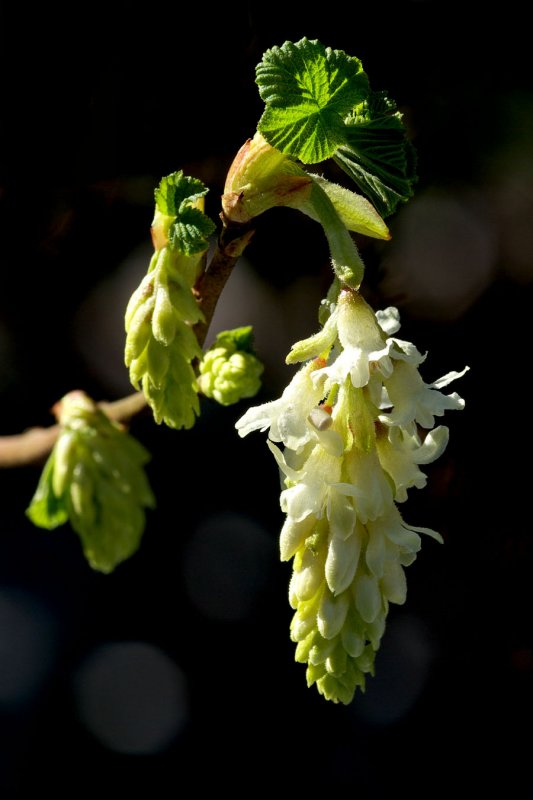 Ribes sanguineum