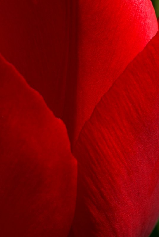 red tulip