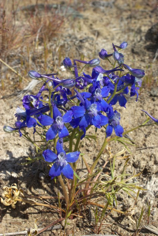 Delphinium nuttallianum