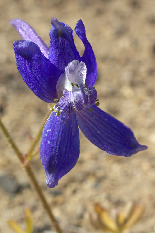 Delphinium nuttallianum