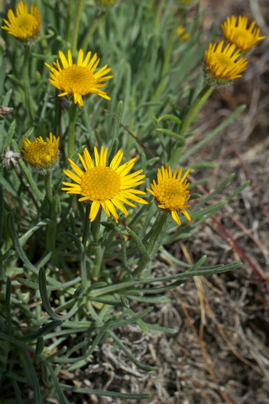 Erigeron chrysopsidis