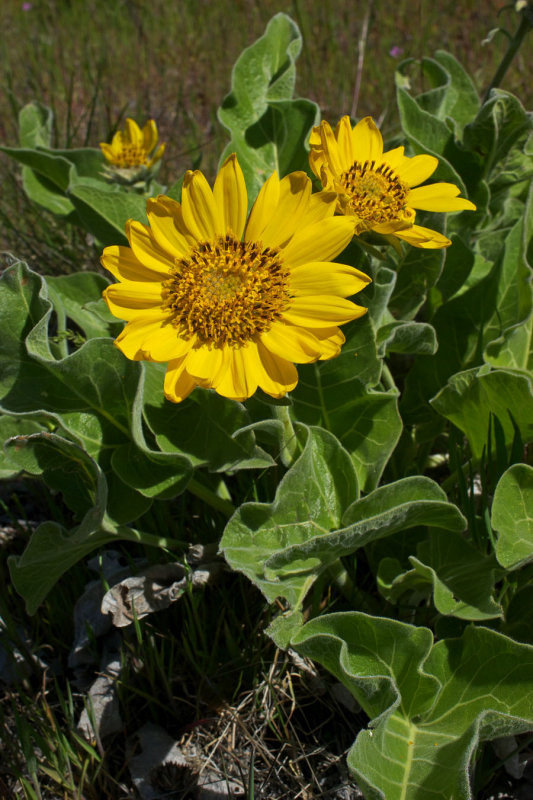 Balsamorhiza sagittata