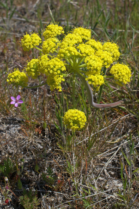 Lomatium leptocarpum