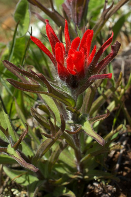 Castilleja hispida var. acuta